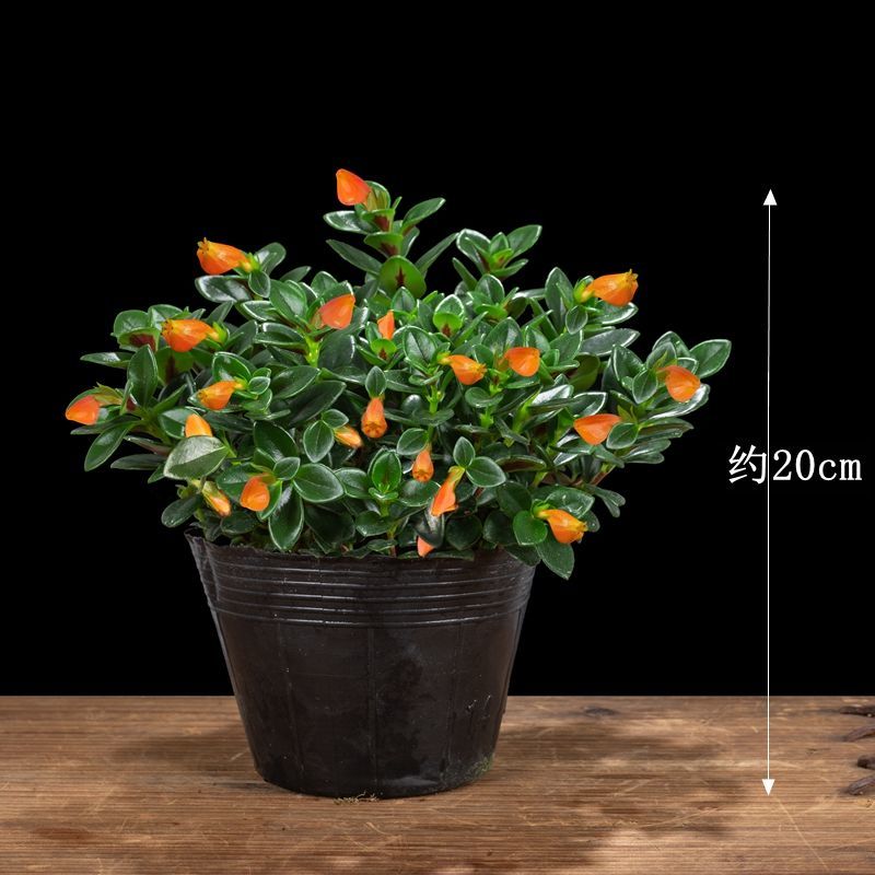 金鱼花吊兰盆栽驱蚊植物好养四季常青观花亲嘴鱼办公室内桌面绿植