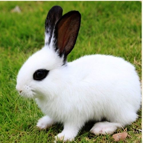 兔子活体大型肉兔月月兔小兔子新西兰白兔花巨兔比利时兔苗可繁殖