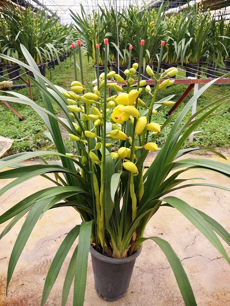 基地直发大花蕙兰香兰花苗盆栽年宵花冬季开花植物好养花鸭脚木 红色