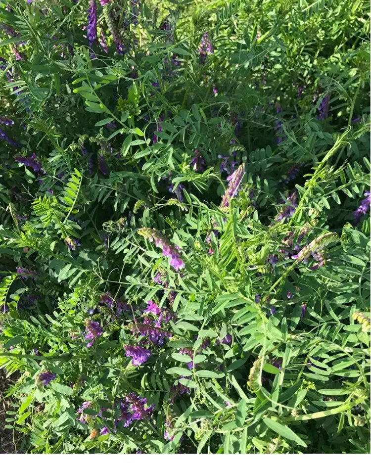 果園綠肥種子紫花苕子種長柔毛野豌豆毛苕子養蜂蜜源草種綠肥種籽