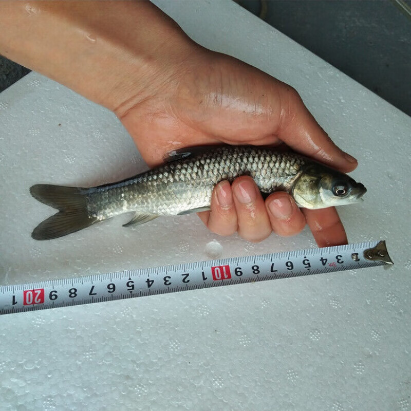 店铺推荐青鱼鱼苗活体螺丝青包活淡水养殖冷水鱼观赏小苗青鱼苗青鱼苗