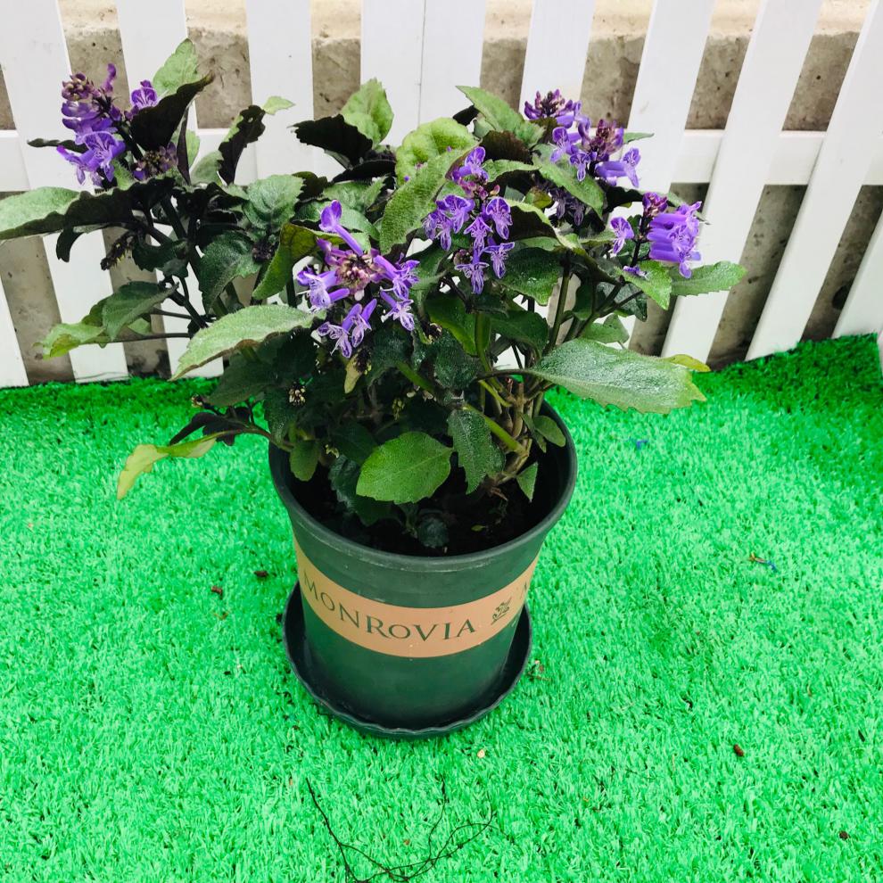 园艺 特丽莎薰衣草吸毒草香茶菜普法国薰衣草莫奈香草盆栽植物带花