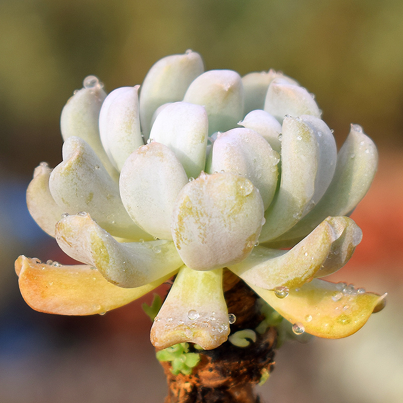 多肉植物 特玉莲4-6cm 心形叶片2年生 叶片结实颜色果冻 特玉莲4-6cm