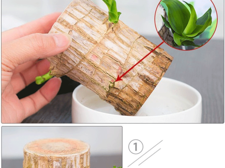 巴西木水培植物幸运木桌面绿植盆栽办公桌面室内迷你小盆栽 巴西木