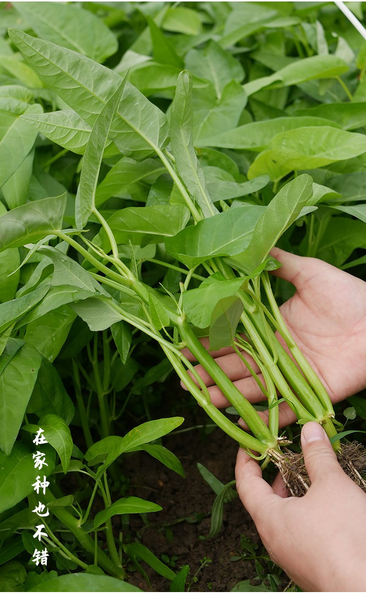 寿禾大叶三叉空心菜种子阳台盆栽三叉空心菜苗10棵