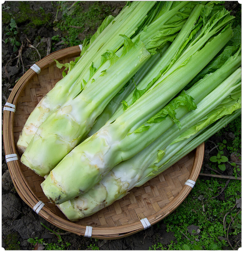 新鮮棒棒菜四川農家自種鮮棒大頭菜青筍青菜頭青芥菜蔬菜腦殼菜頭