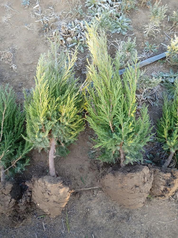 柏树苗松柏塔柏宝塔松侧柏树苗扁柏圆柏松树龙柏苗绿柏树青侧柏3040