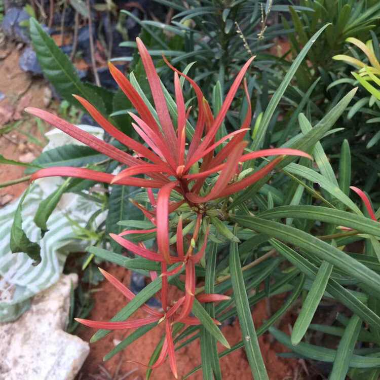 沭之美罗汉松盆景树苗小叶红芽室内好养造型树老桩盆栽四季常青造景