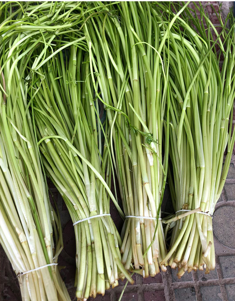 青樱红荔苏北农家新鲜蔬菜水芹菜新鲜野芹菜野生去叶去根净菜5斤顺丰