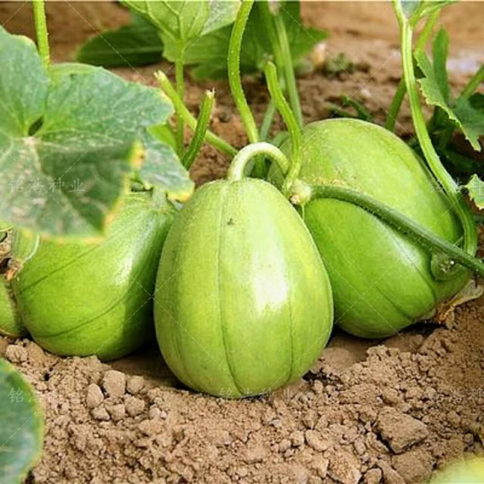 芝麻蜜瓜酥甜早熟香瓜种子种籽蔬菜孑脆超甜高产超甜