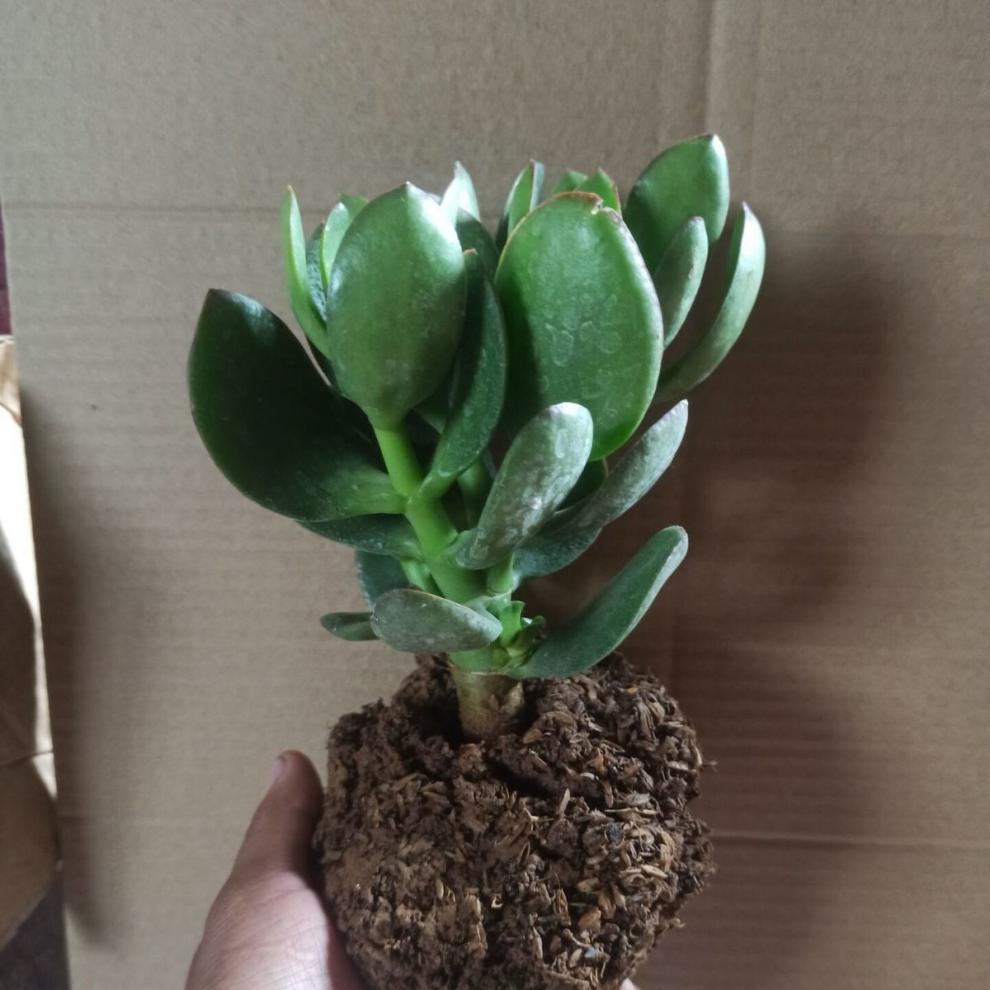 大叶玉树盆栽室内绿植办公室花卉多肉植物燕子掌金枝玉叶玉树小苗两颗