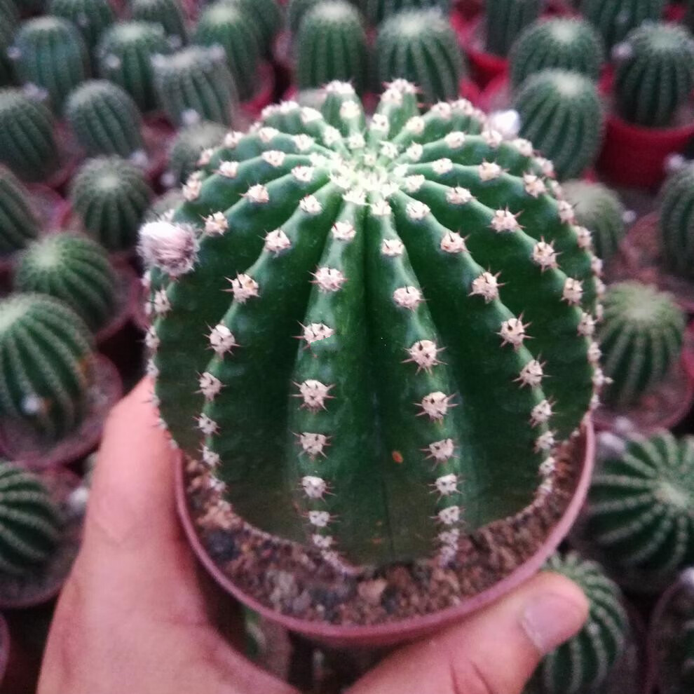 黑金刚开花仙人球 多肉植物开大花仙人球植物 开花仙人球盆栽花卉 粉