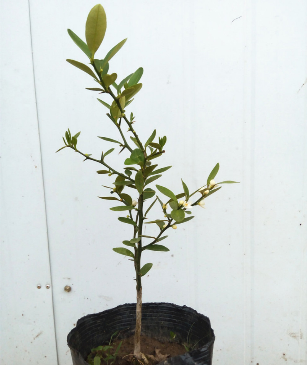 金豆苗盆景小苗豆苗山桔苗野山柑树苗长青金豆苗木苗圃直销5080厘米