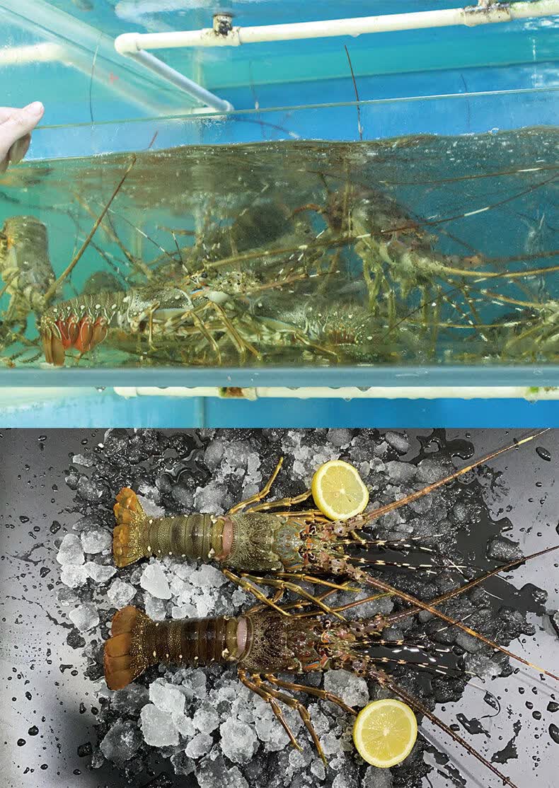 鲜美惊【空运直达】越南小青龙鲜活大龙虾新鲜海鲜澳龙波龙进直销水产