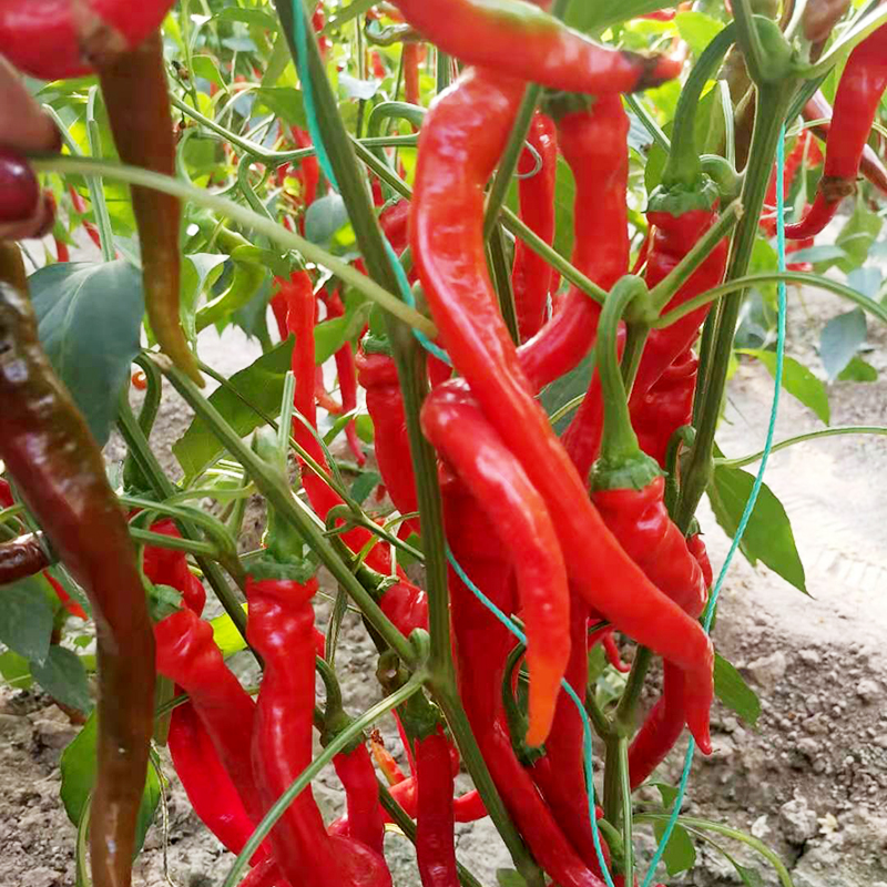 新鲜红螺丝椒山东大红辣椒红尖椒农家自种中辣个大4斤尖椒 4斤