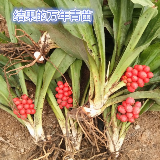 青春的盆栽花卉四季常青红果万年青订婚新婚乔迁庭院耐寒铁扁担 吉祥