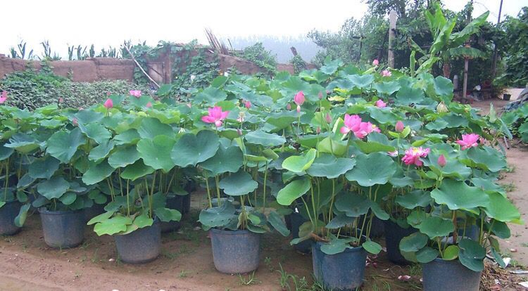 家庭食用莲藕种根苗荷花苗盆栽水养莲花池塘观赏睡连水培四季种藕 3号