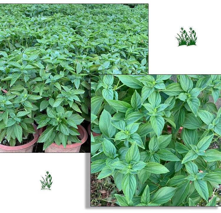 九层塔盆栽食用可食用九层塔苗新鲜罗勒盆栽金不换叶鱼香草厨房调味
