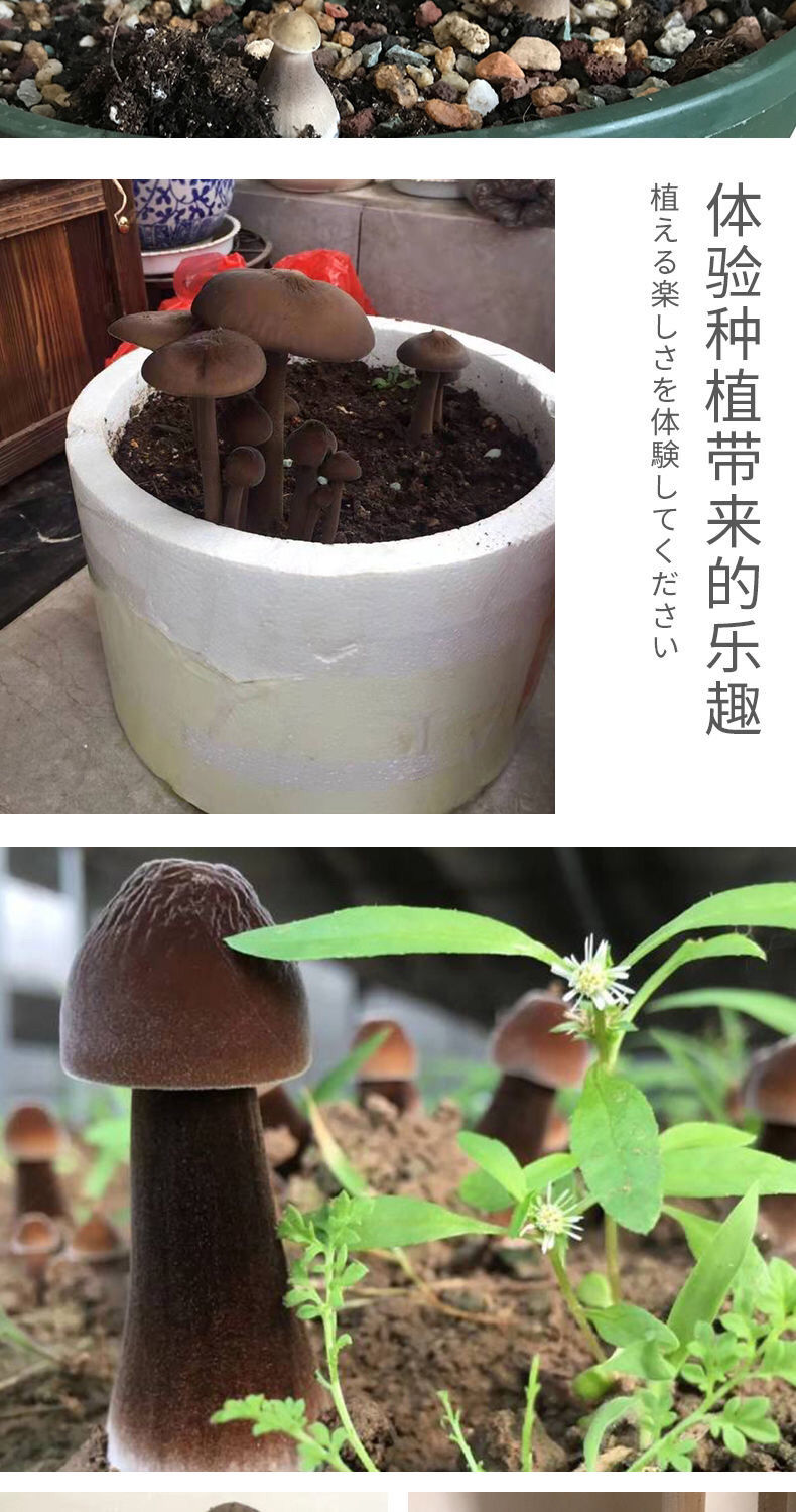 菌中之冠黑皮鸡枞菌种种植包黑鸡枞菌包蘑菇菌包种子四季室内黑皮鸡纵