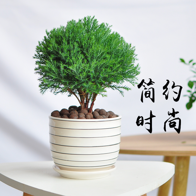 地艺雾松盆栽四季常青好养植物球柏室内绿植松柏办公盆景z5雾松原土2