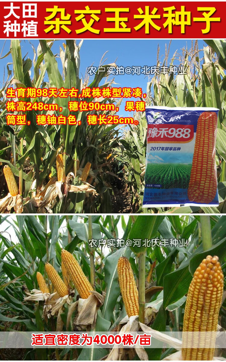 铁杆388玉米种简介图片