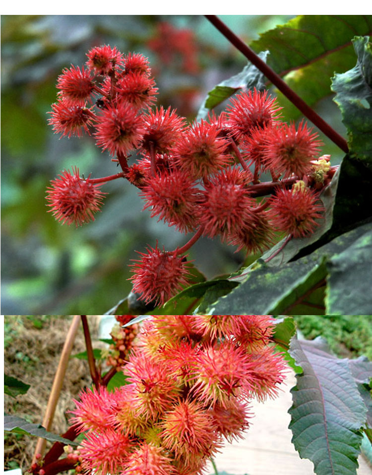 紅蓖麻籽子榨油觀賞中藥材蓖麻仁蓖麻花鄉古韻 紅蓖麻種子250克簡裝