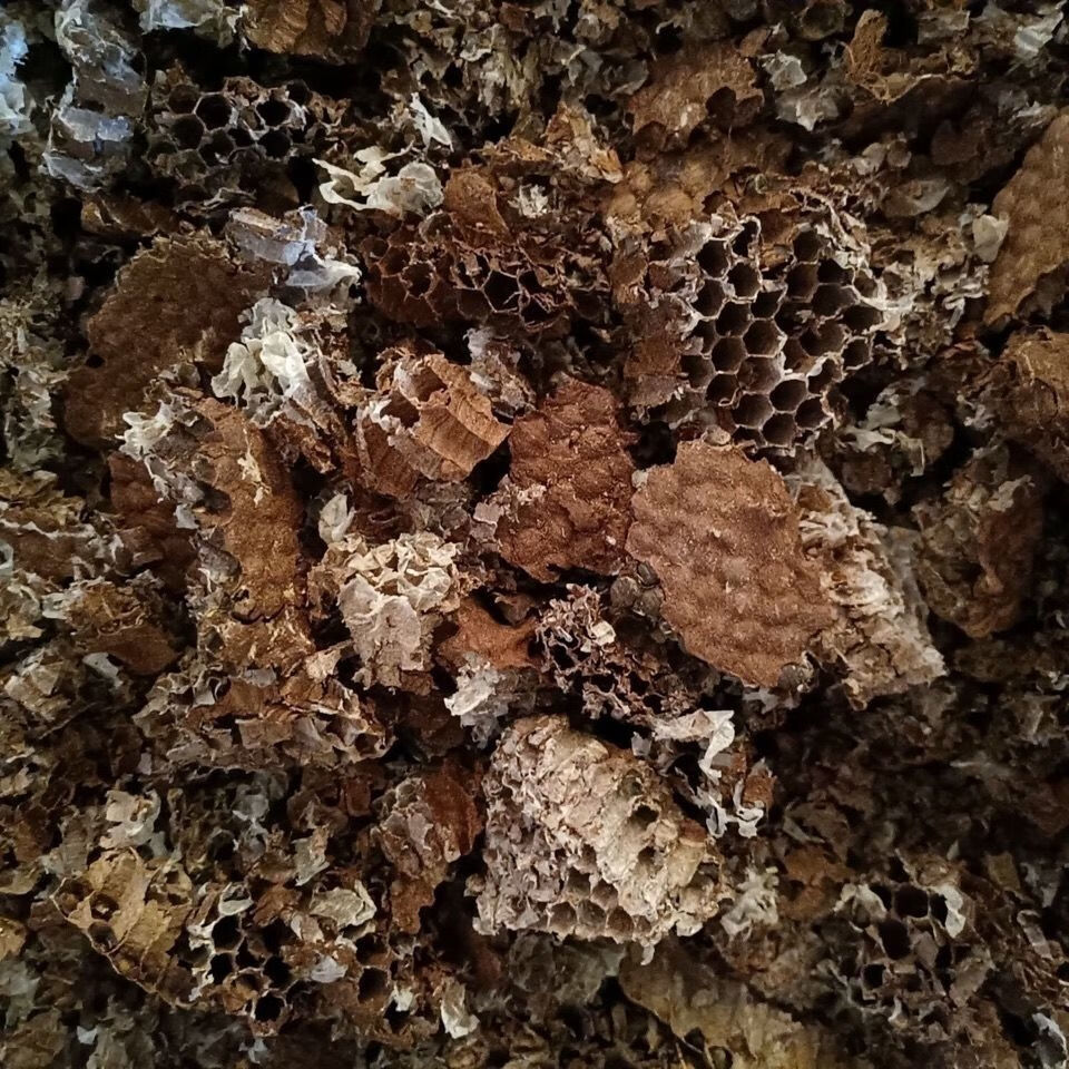 马蜂窝野蜂窝露蜂房蜂巢大黄蜂胡蜂灸蜂房蜂巢蚂蜂窝