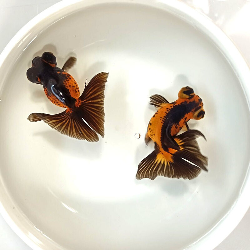 蝶尾金鱼观赏鱼苗冷水鱼红狮子头好养耐活兰寿淡水鱼活体红龙睛鱼