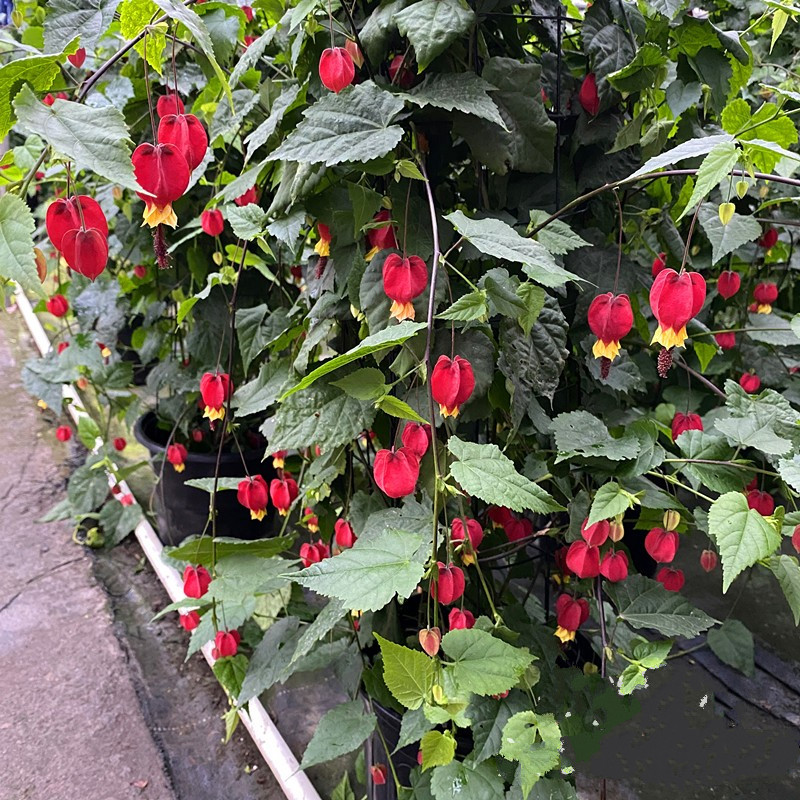 倒挂金钟盆栽吊钟海棠藤本灯笼花耐半阴花卉花期长藤本灯笼大盆不含盆