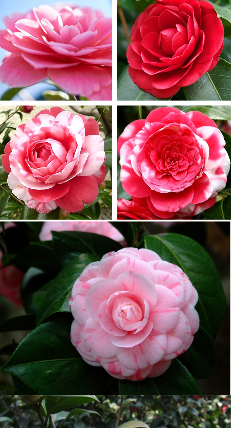 盆栽香妃五色赤丹浓香四季开花室内庭院花卉植物z8 6年 单瓣四季茶 不