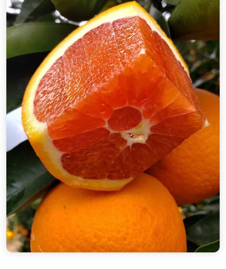 正宗重庆奉节血橙中华红血橙红肉脐橙孕妇儿童现摘应季新鲜水果5斤