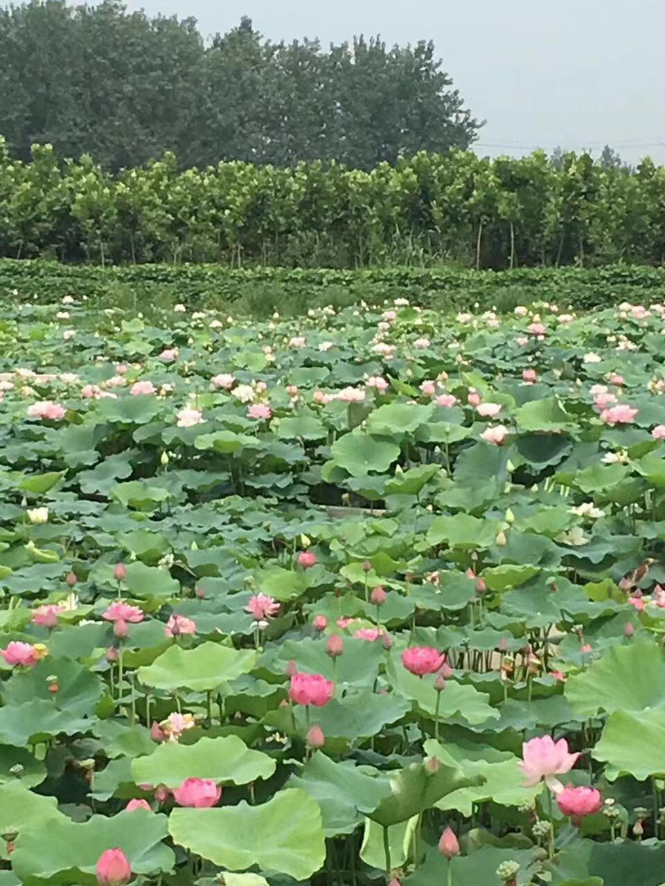 大型觀賞荷花種藕苗 蓮藕種苗 盆栽荷花種根苗 荷花蓮藕苗蓮花苗 紫微