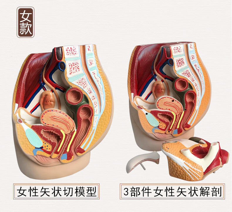 男女生殖检查(男女生殖检查,早上能吃饭吗?)-第1张图片-鲸幼网