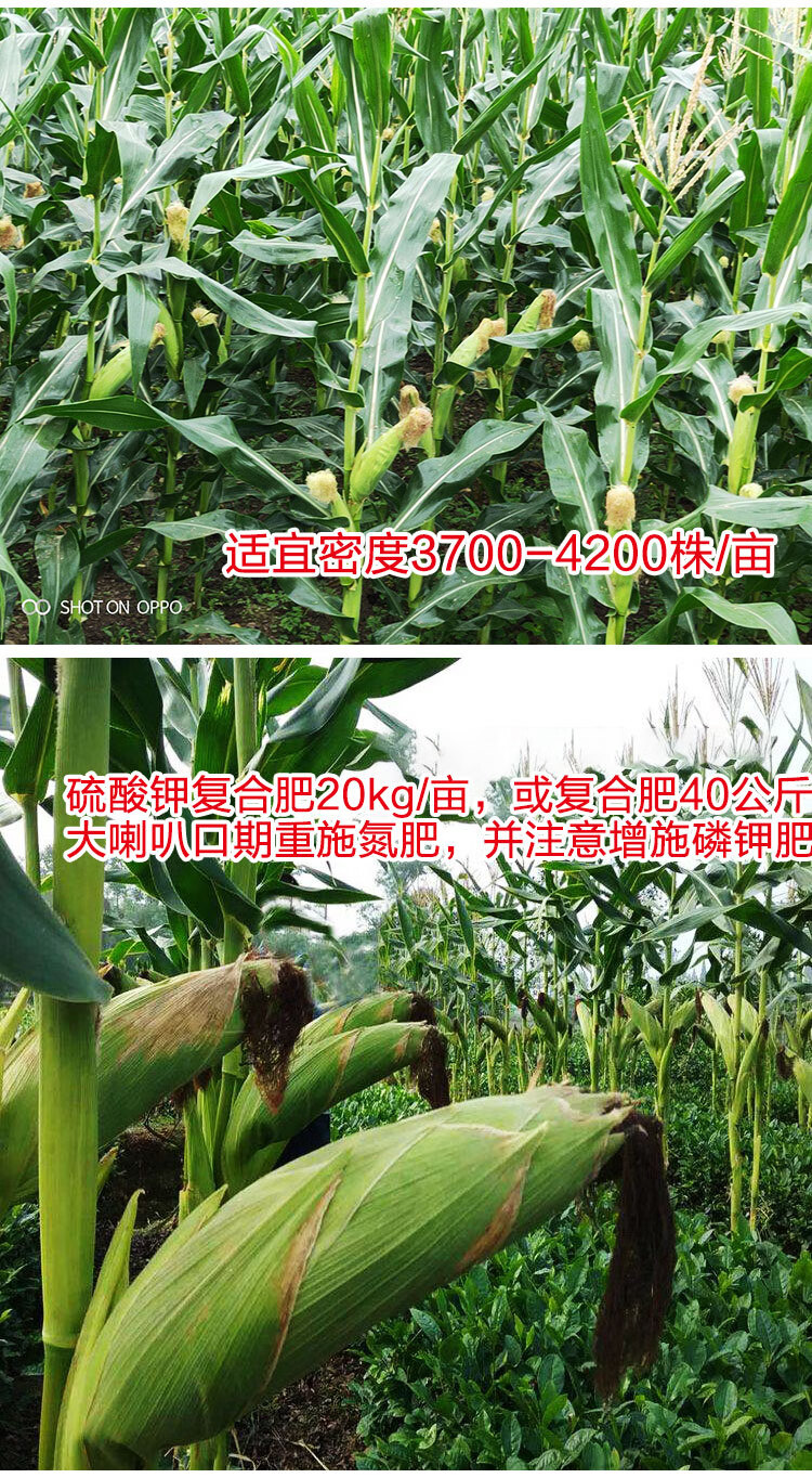 大田种植杂交玉米种子基地 高产大穗抗病国审玉米 矮大棒/沈玉21/4400