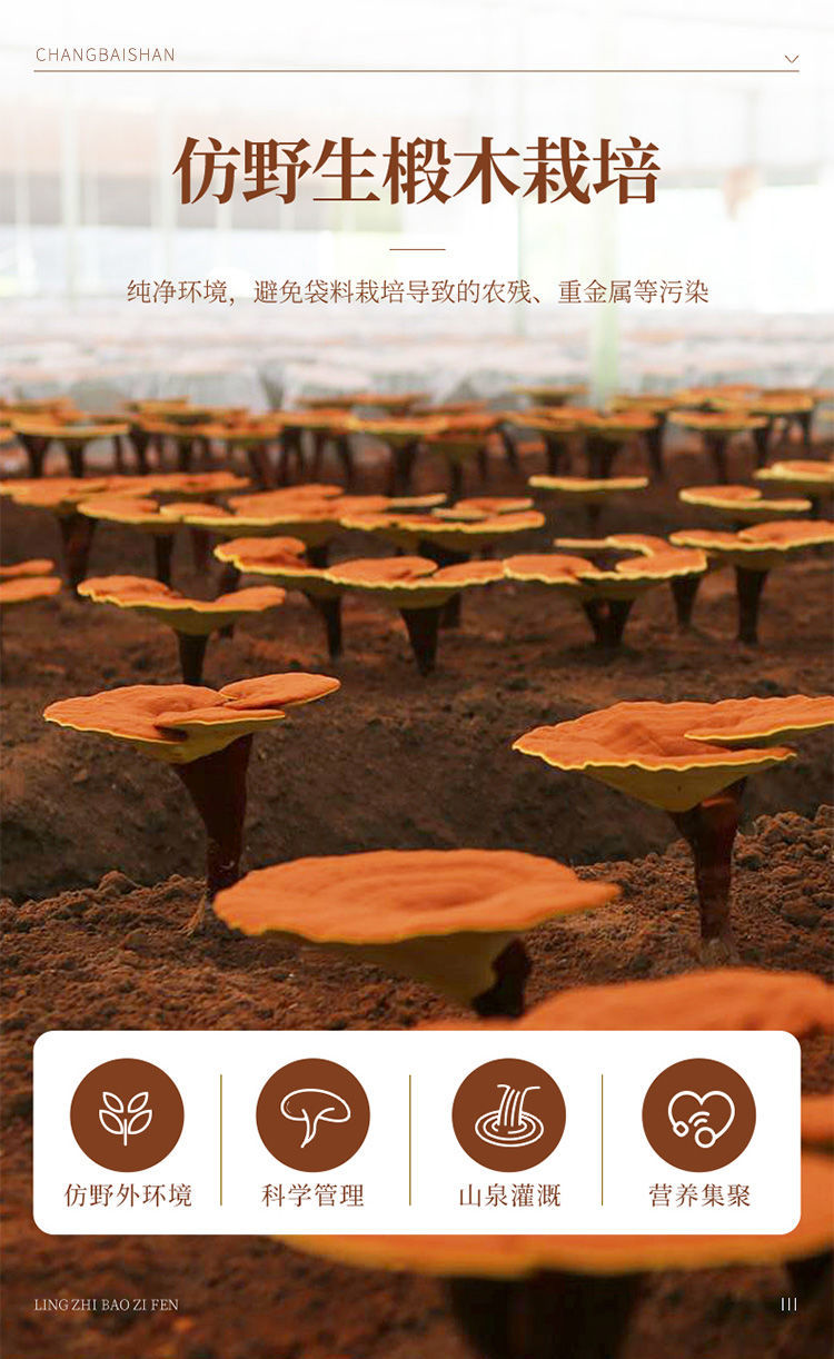 新品上市灵芝孢子粉破壁正宗野生长白山纯线油官方直营冲量瓶装50克