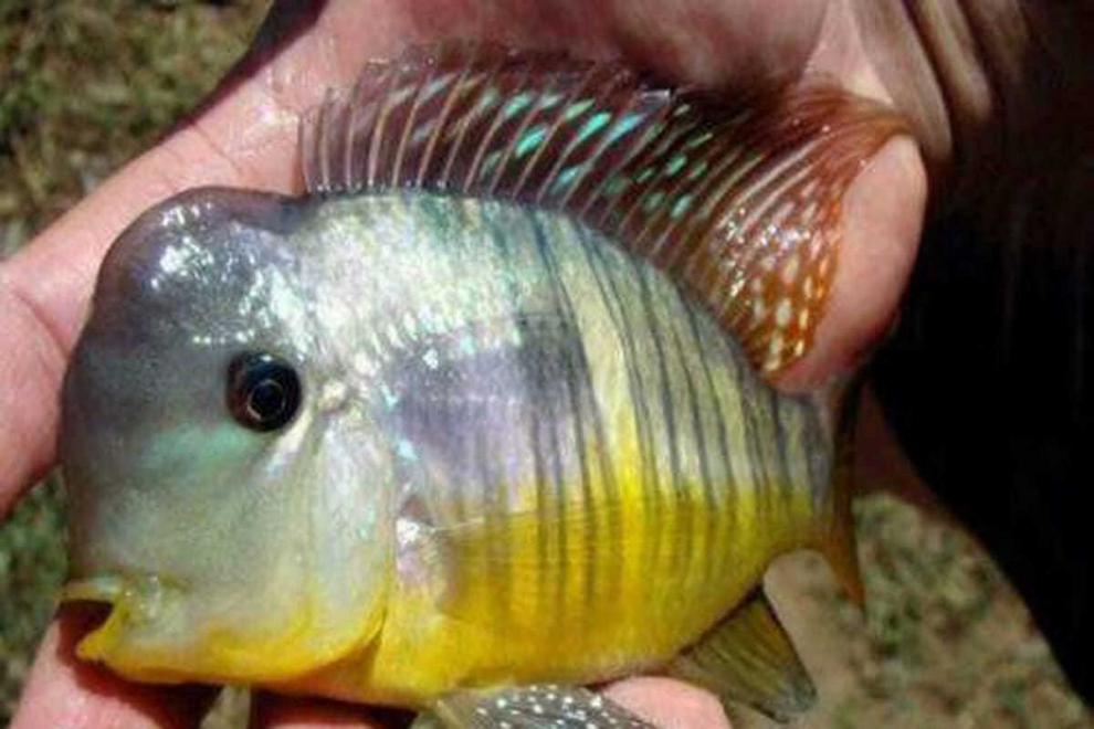 和尚食土鲷关刀鱼南美热带观赏鱼慈鲷鱼活体顺丰包损 2-3厘米10条