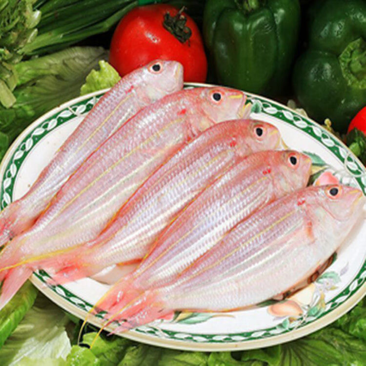 顺丰海鲜大金丝鱼新鲜金线鱼深海捕捞红衫鱼香头鱼生鲜海水鱼中金线鱼
