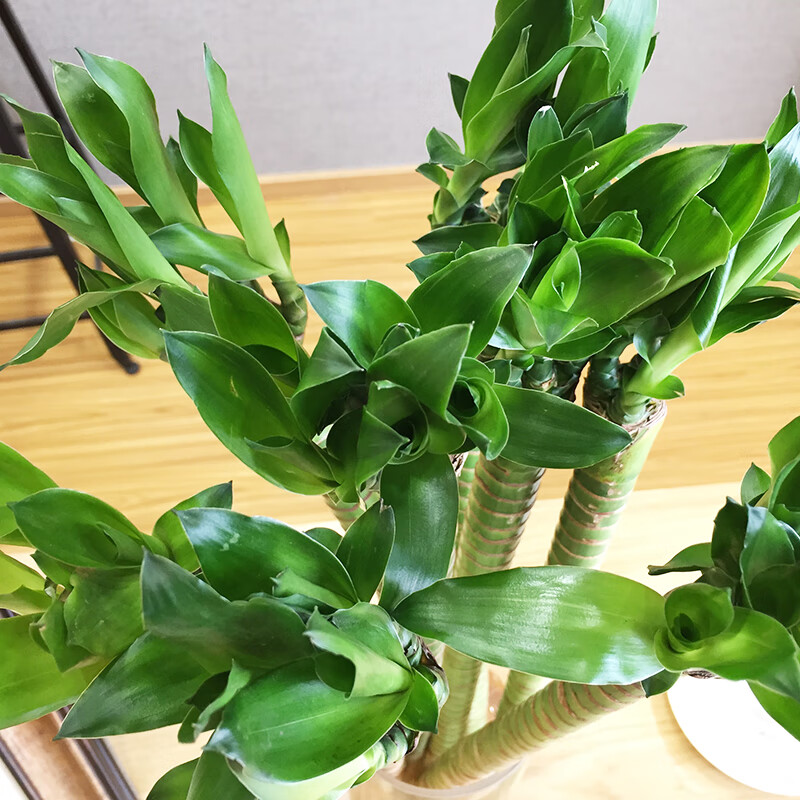 带根龙竹罗汉竹转运竹水培富贵竹竹办公室内水养植物不含盆 55厘米4支