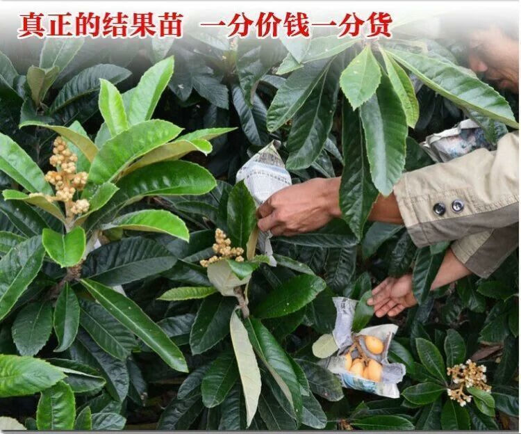 精选 无核砂糖枇杷树苗无籽琵琶嫁接果树苗南方北方当年结果盆栽地栽晚五星7年苗一颗当年结果超多 图片价格品牌报价 京东