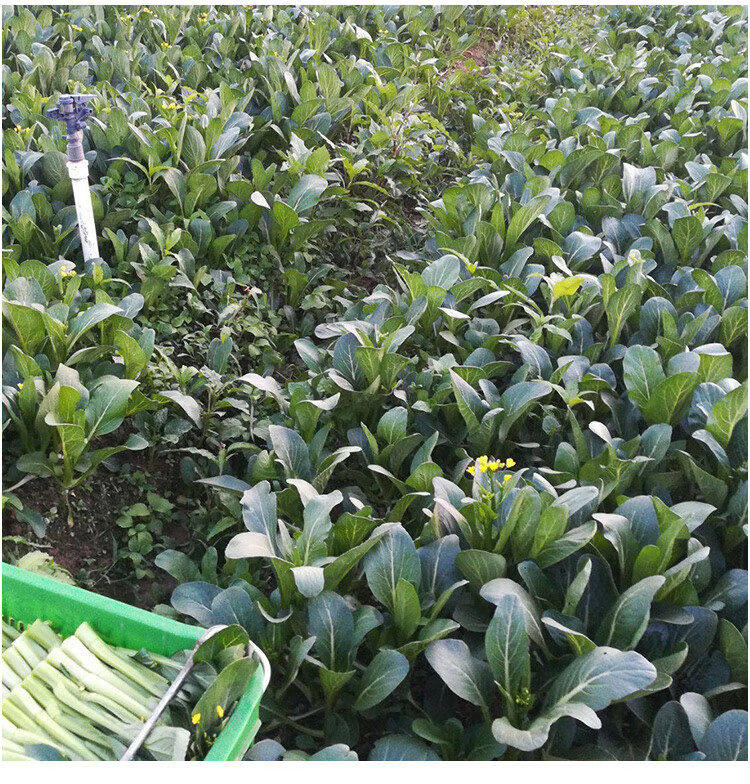 四季农家春季播蔬菜种孑宁夏菜心种子尖叶甜菜心种籽60天70天80天 400