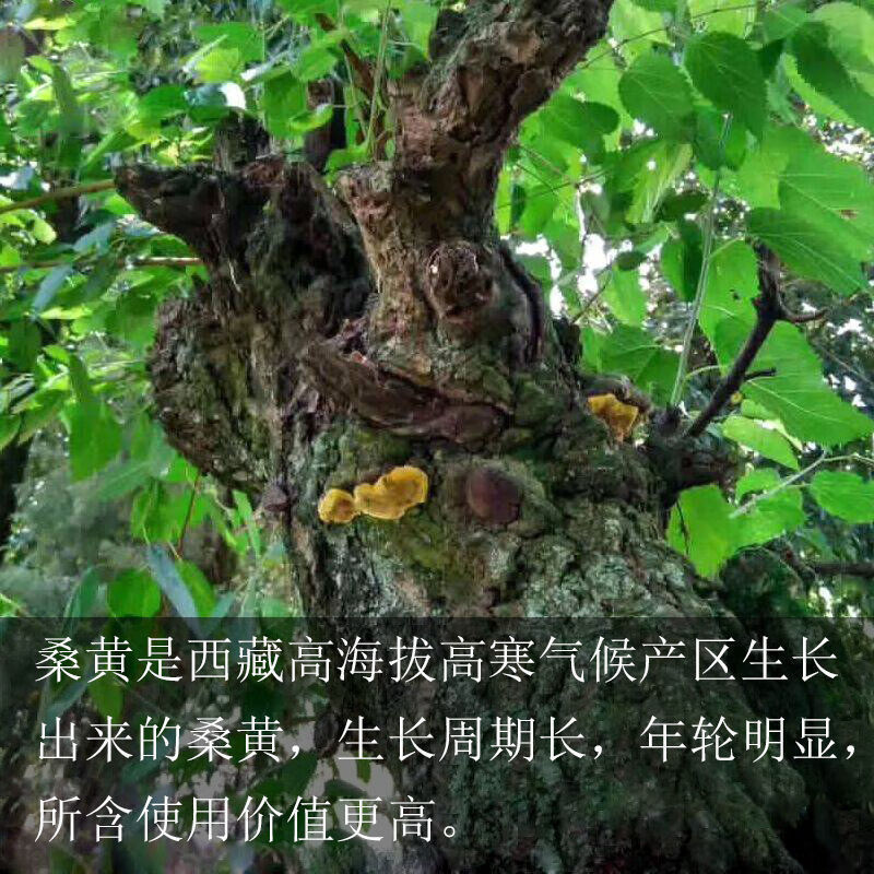 西藏桑树桑黄灵芝金边桑黄茶西藏自治区野外切片 北草堂 金边桑黄300