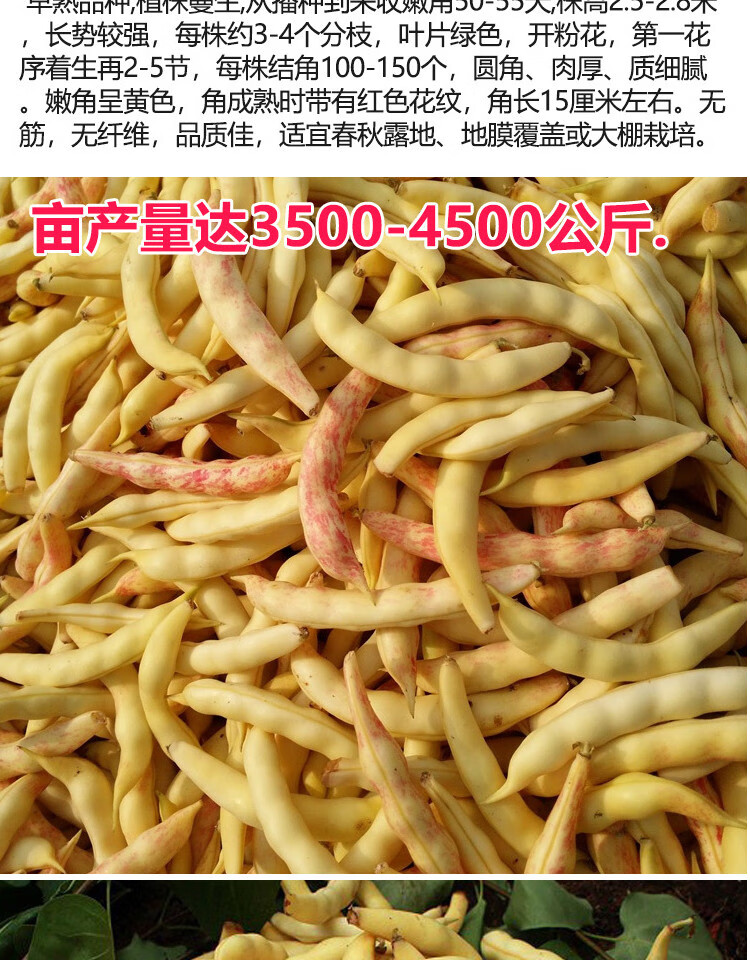 黄金钩豆角种子红黄金勾架豆无筋无柴东北金油豆角籽早熟蔬菜种孑红金