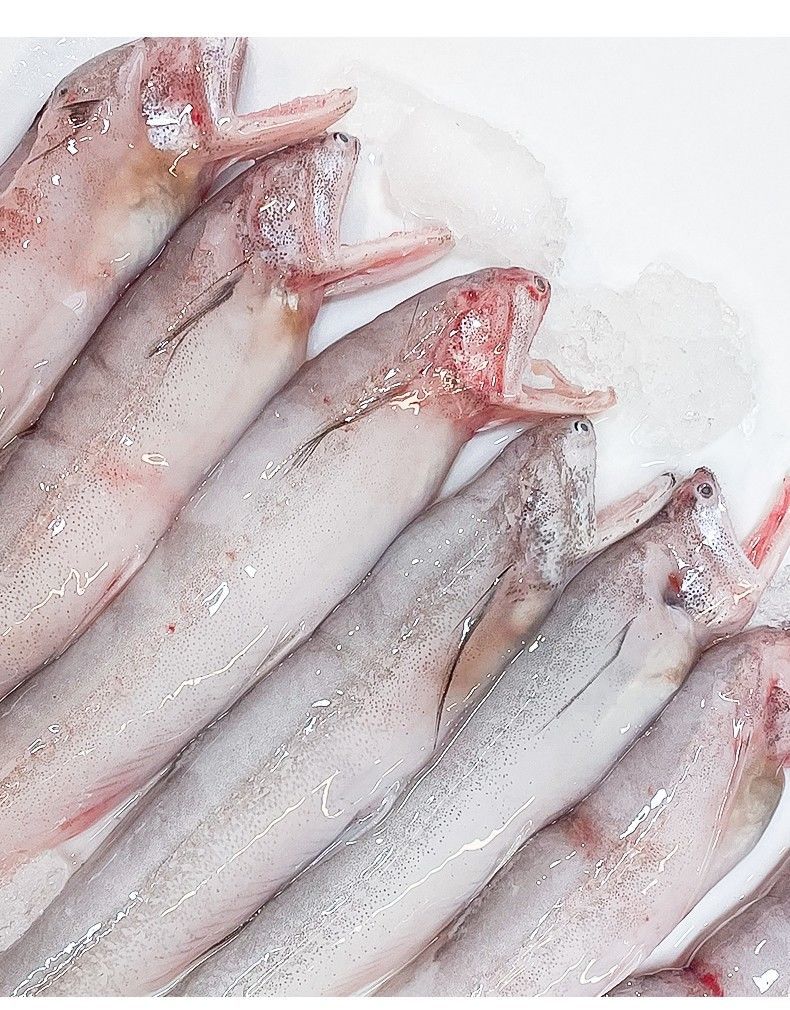 海捕龙头鱼新鲜豆腐鱼鲜活九肚鱼冰鲜冷冻丝丁鱼海鱼 中大个四斤装