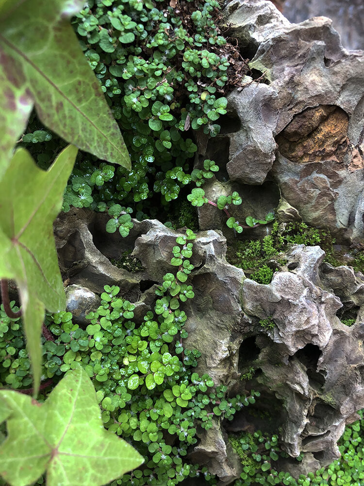假山草珍珠草婴儿泪上水石种子玲珑冷水花雨淋附生苔藓造景陆生植 绿