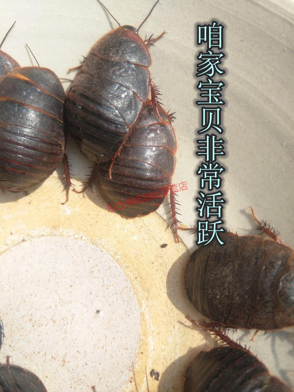 土元土鳖虫活体活土元土憋子虫地鳖子虫地鳖虫活体500