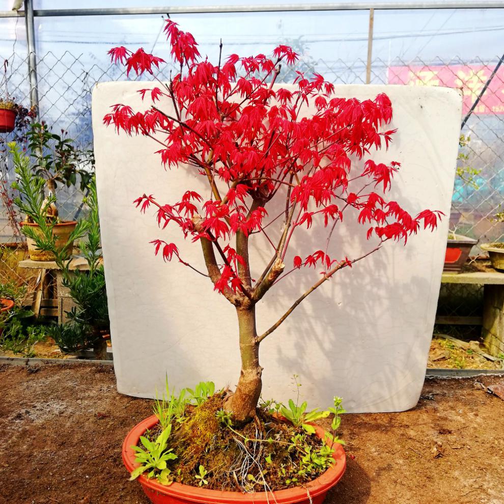 老桩红舞姬造型桩阳台庭院树苗办公桌盆栽植物童子功原生出猩猩不含盆