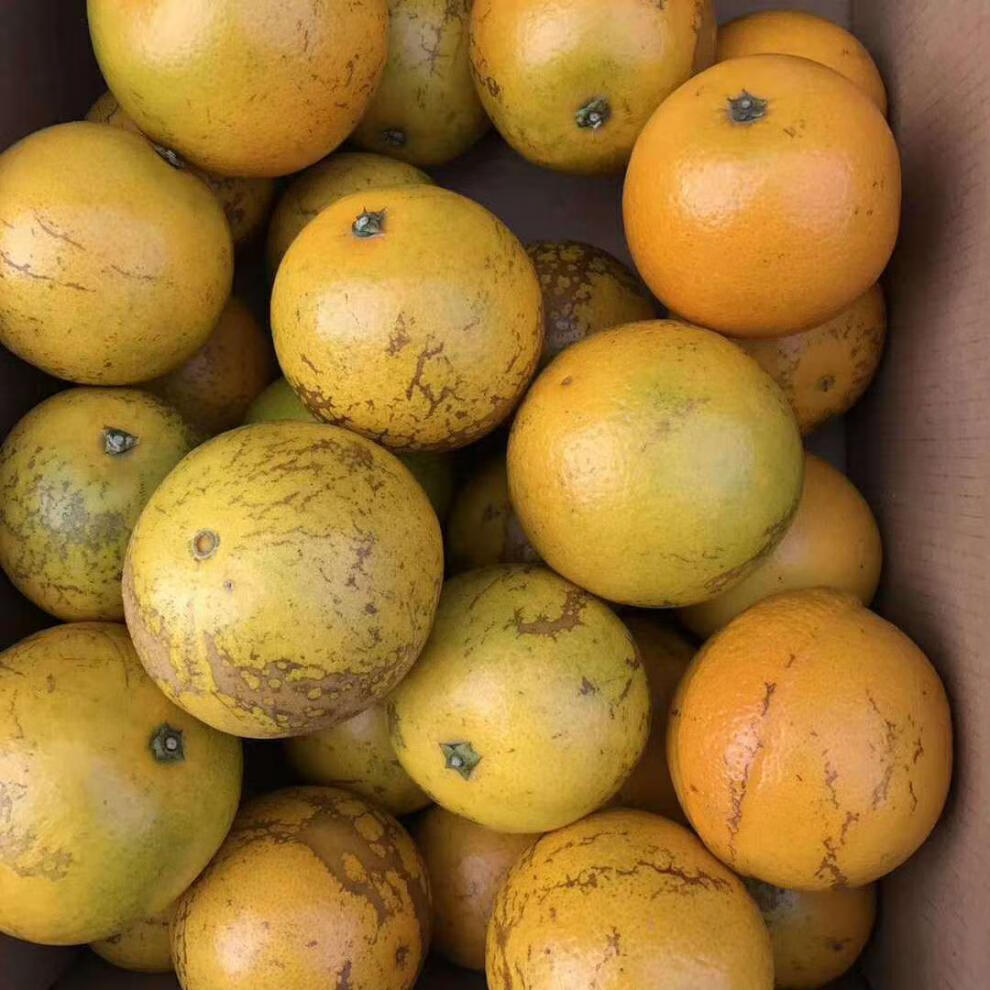 花斑果云南实建甜新鲜多汁无渣高原王子冰糖橙10斤60以下花斑果