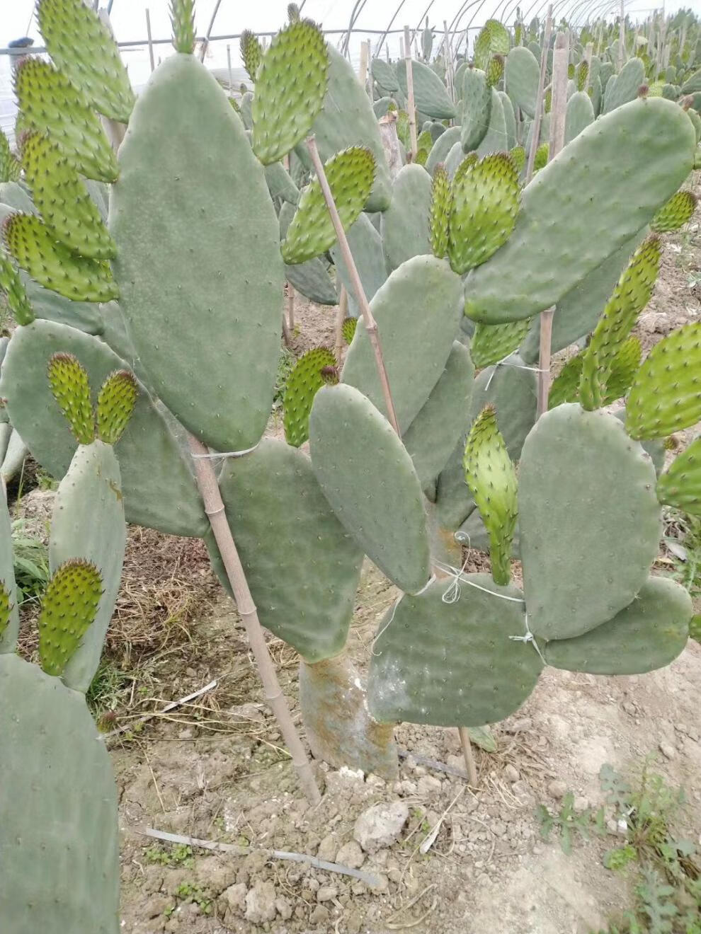 仙人掌墨西哥米邦塔仙人掌食用仙人掌嫩片老叶片种植仙人掌种苗辣青春