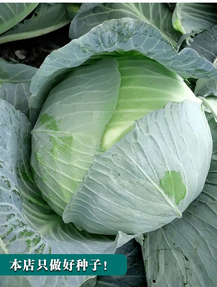 寒大将京丰一号甘蓝种籽扁圆包菜种子卷心菜秋季蔬菜种孑耐寒 京丰