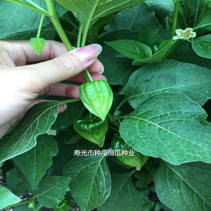 东北姑娘果种子大果型红黄灯笼菇娘果种籽阳台盆栽水果蔬菜孑苗秧铁把